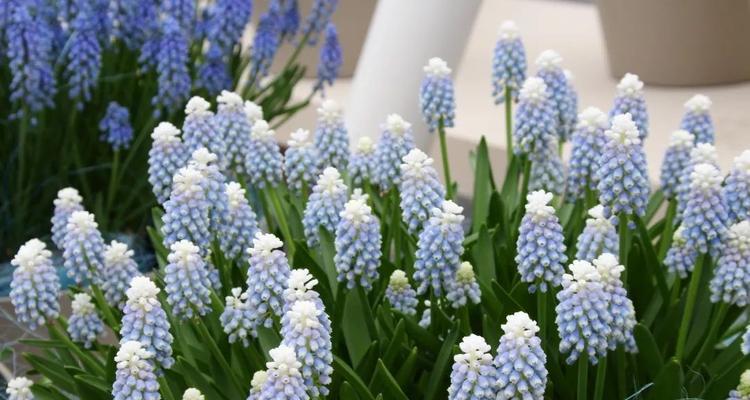 葡萄的花语与寓意——品味生命的甘甜（探索葡萄所代表的丰富象征意义）