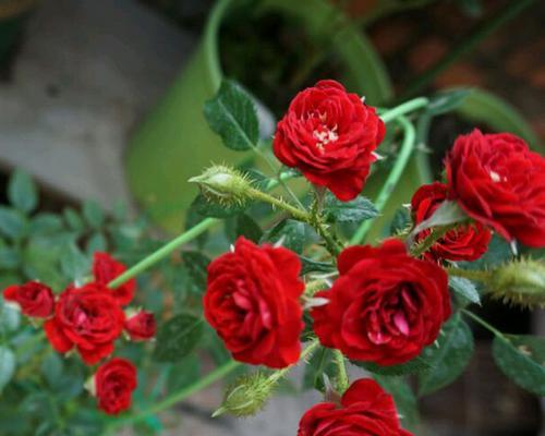 代表不再爱的花(凋谢的花朵诉说着逝去的感情)