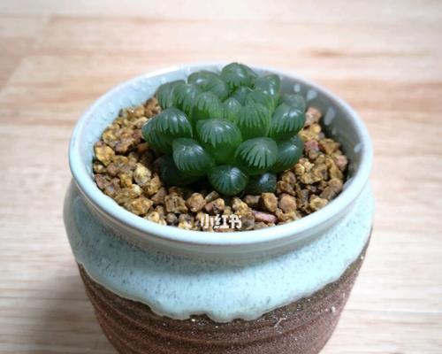 草玉露上盆最佳时间是什么时候？如何正确养护？