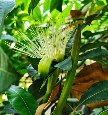 发财树开花预示着什么意思？这是好运的征兆吗？