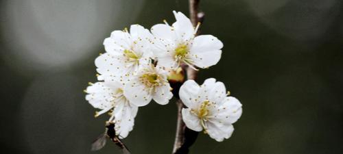 樱桃花（一场绚烂的春日盛宴）