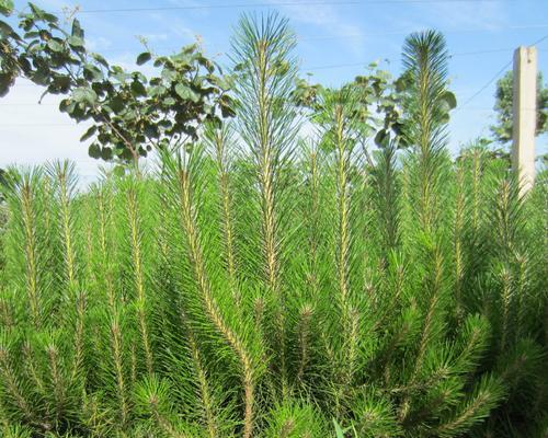 油松的生长周期是多长时间？如何正确养护油松？_花植网
