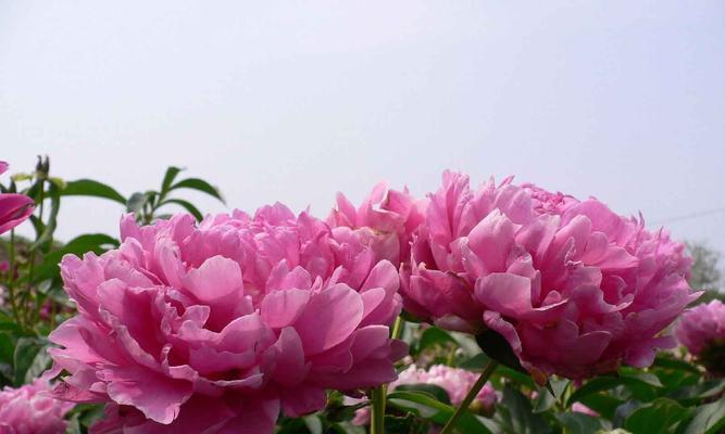 以花语传说（揭秘雁来红的花语与美丽寓意）