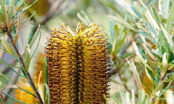 花生属于裸子植物吗？揭秘花生的植物分类真相？