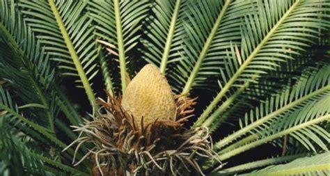 花生属于裸子植物吗？揭秘花生的植物分类真相？