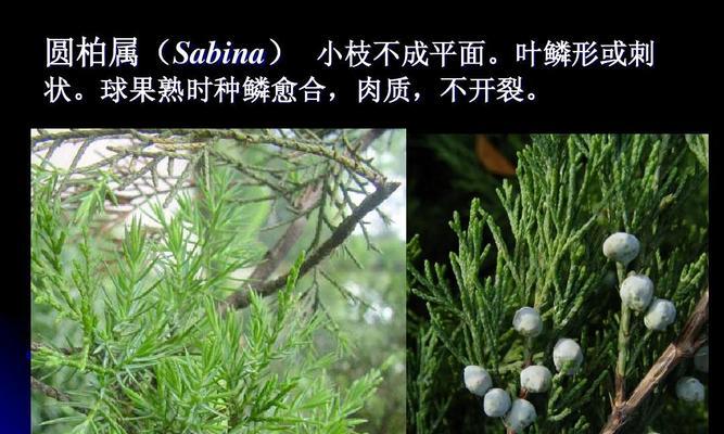 花生属于裸子植物吗？揭秘花生的植物分类真相？