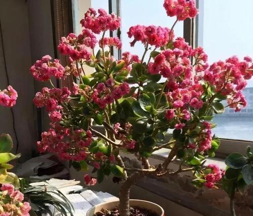 长寿花语的落地生根（探寻长寿花语独有的象征意义及其在人们生活中的应用）