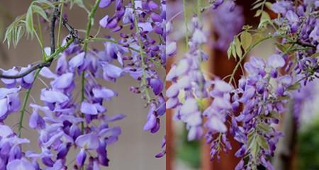 紫藤花的花语寓意（探寻紫藤花所代表的情感与象征）