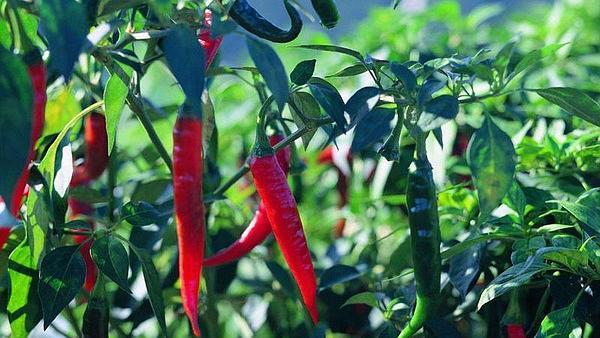 辣椒是多年生还是年生植物?如何判断辣椒的生命周期?