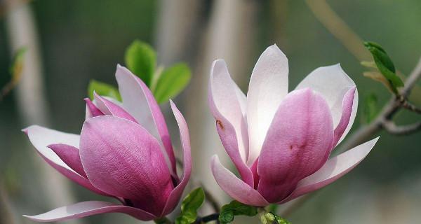 红玉兰之风水寓意与象征（探寻红玉兰在中国文化中的神秘力量）