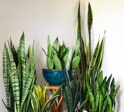 室内养虎皮兰需要注意什么?虎皮兰的养护技巧有哪些?