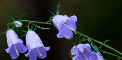 风铃花的花语与寓意（蕴含着五彩斑斓的快乐与幸福）