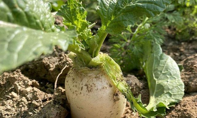 萝卜什么时候成熟上市？成熟期是几月份？