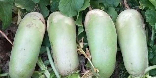 萝卜什么时候成熟上市？成熟期是几月份？