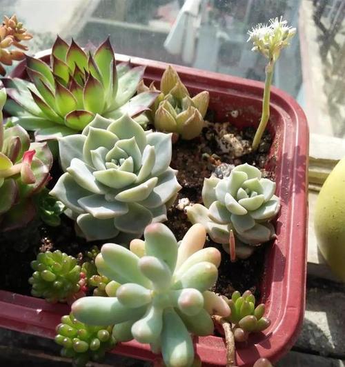 田园土适合种植多肉植物吗?如何正确使用?