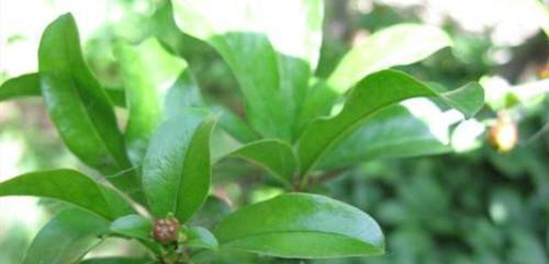 石榴树叶子发黄怎么办？如何正确处理？