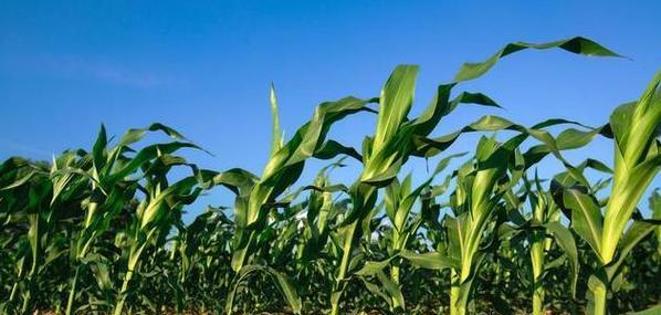 玉米晒太阳会有什么影响？如何正确晒太阳？
