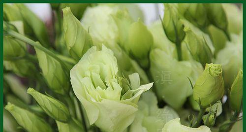 绿色洋桔梗的花语与寓意（探寻绿色洋桔梗的花语和象征意义）