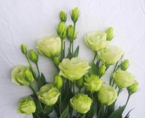绿色洋桔梗的花语与寓意（探寻绿色洋桔梗的花语和象征意义）