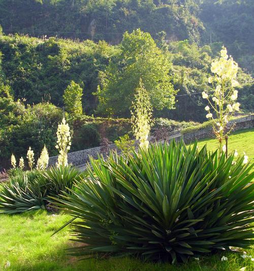 剑兰适合放办公室吗？办公室摆放剑兰的好处与注意事项是什么？