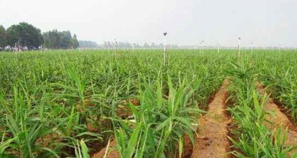 生姜种植的最佳季节是什么时候？春季还是秋季？