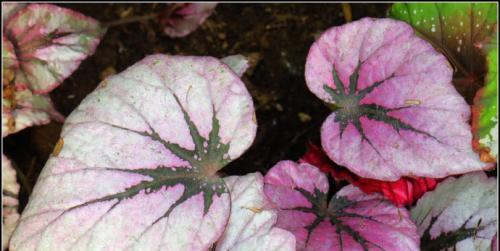 秋海棠叶的美丽寓意（探寻秋海棠叶的象征意义）