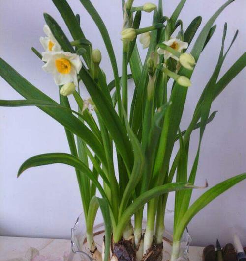 水仙喜欢阳光吗？如何正确为水仙提供光照条件？