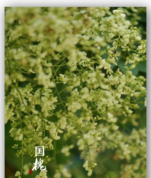 国槐树(国槐树的寓意与象征意义)_花植网