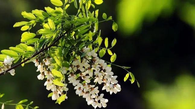 国槐树(国槐树的寓意与象征意义)_花植网