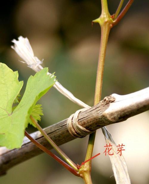葡萄扦插生根的正确方法是什么？如何提高成活率？