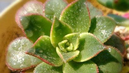 多肉花语与传达的美好（以多肉为媒介）