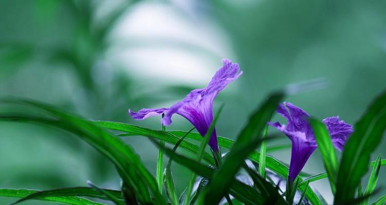 兰花草的象征意义与意思（揭示兰花草的代表性与文化内涵）