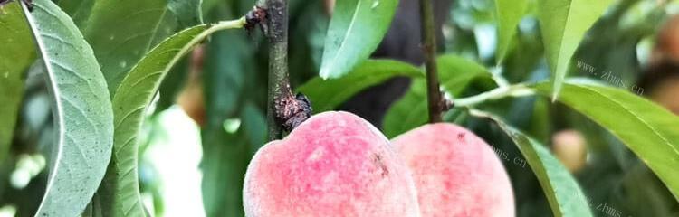 毛桃什么时候成熟？成熟季节是几月份？