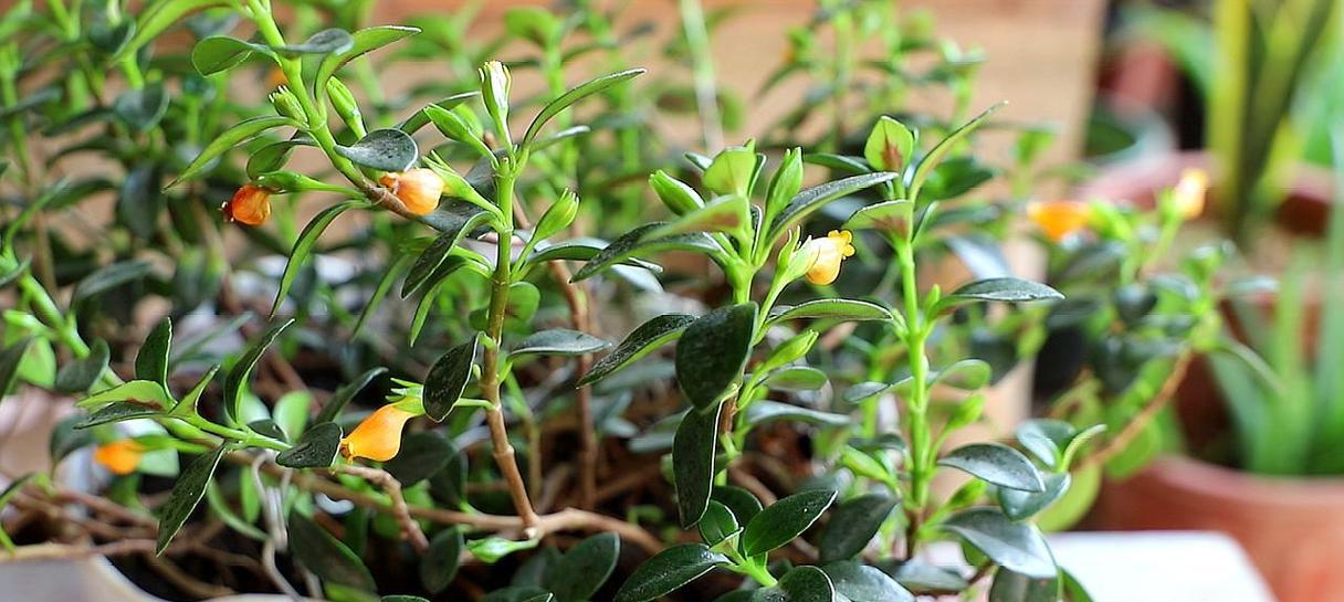 金鱼吊兰多久开花一次？如何正确养护以促进开花？