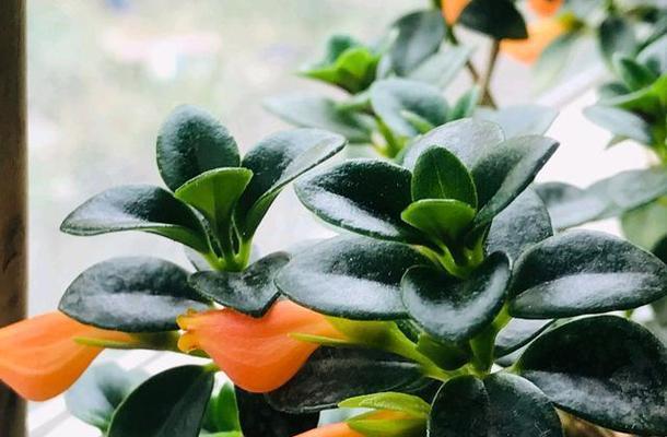 金鱼吊兰多久开花一次？如何正确养护以促进开花？