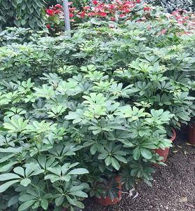 七叶莲喜阴还是喜阳？如何正确养护七叶莲？