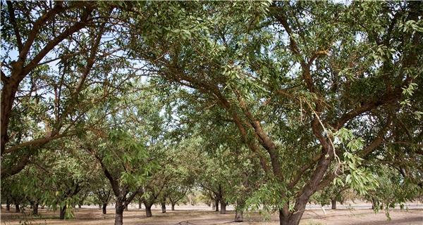 杏仁产地在哪里？全球主要杏仁生产国有哪些？