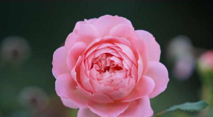 友谊之花（花开花落）