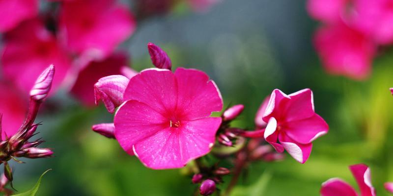 友谊之花（花开花落）