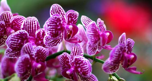 友谊之花（花开花落）