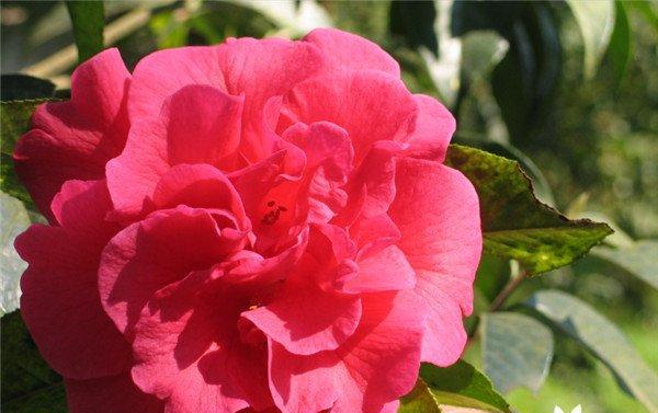 信阳市花是什么?揭秘信阳市花的象征意义?