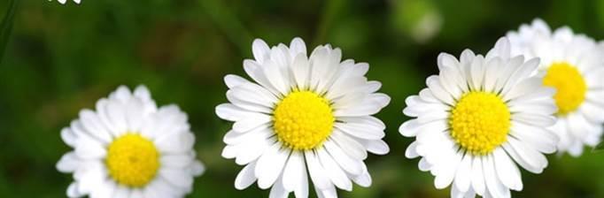 小雏菊的花语与含义（探究小雏菊花语的美好寓意）