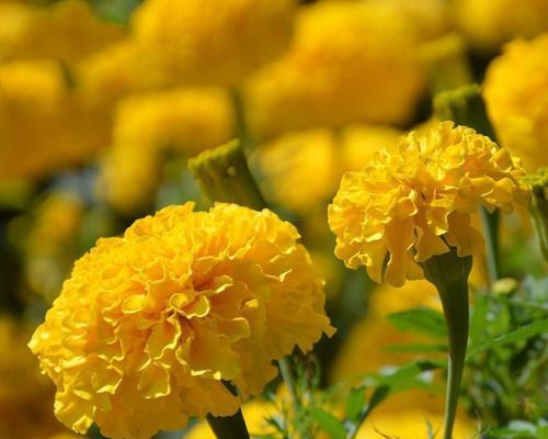 硫华菊播种的最佳时间是什么时候？如何确保高成活率？