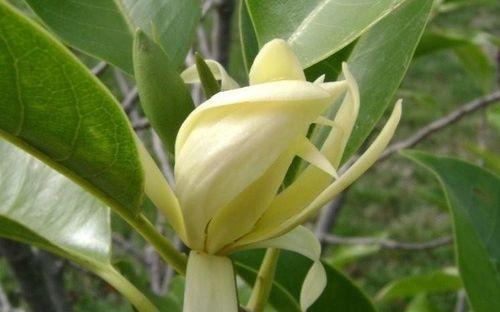白兰花通常几月份开花？如何正确养护以确保开花？