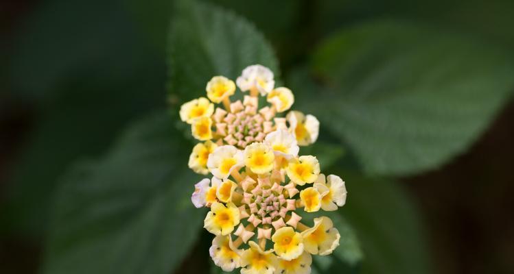 五色梅冬天掉叶子是正常现象吗？如何防止？