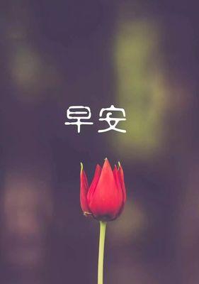 花开自律之路（以花花语为媒介）