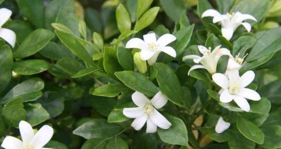 九里香的功效与作用是什么？如何正确使用九里香？