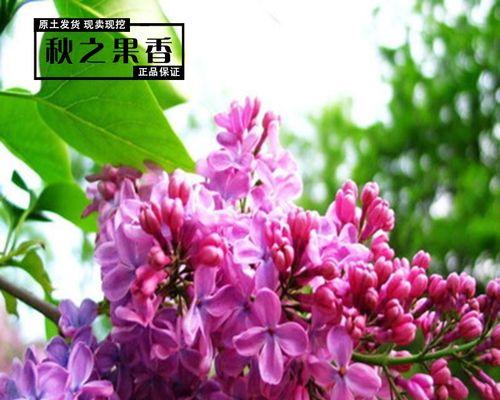 丁香花真的有香味吗?香味的来源是什么? 丁香花真的有香味吗?香味的来源是什么?