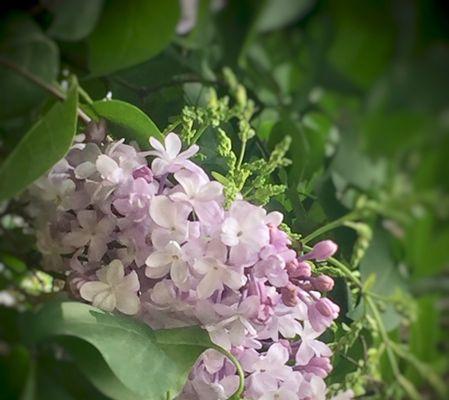 丁香花真的有香味吗?香味的来源是什么? 丁香花真的有香味吗?香味的来源是什么?