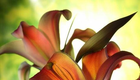 挽留之花（细数紫罗兰的花语）